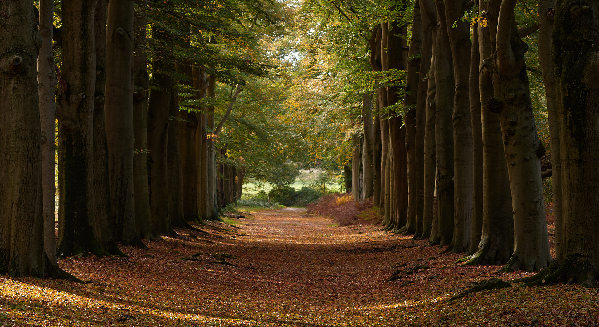 Amerongen symetry