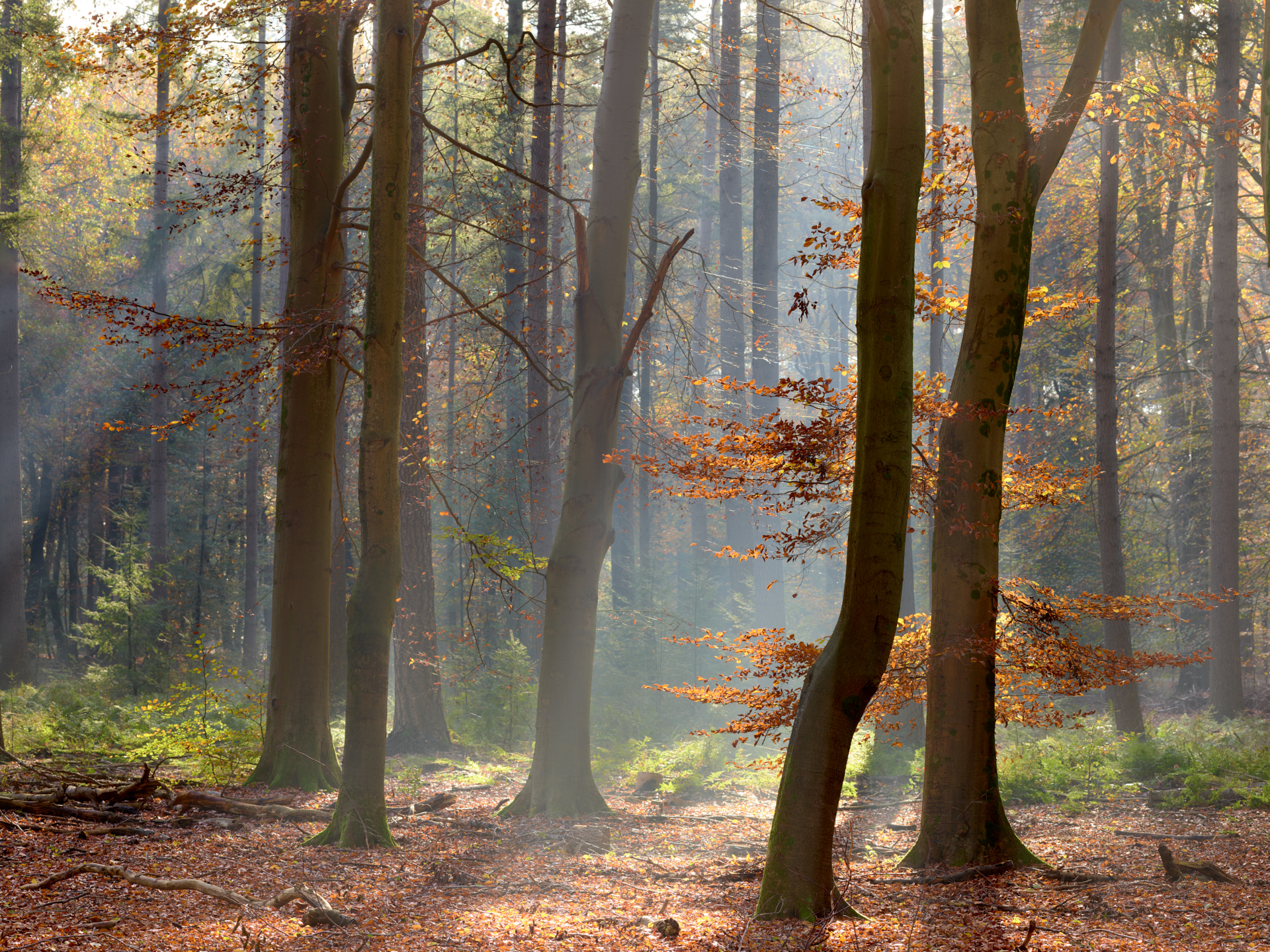 Speulderbos